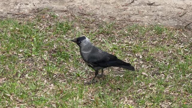 Western jackdaw bird foraging in the grass