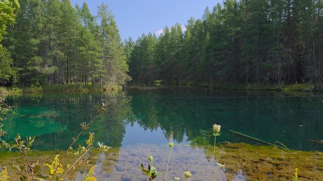 Wide landscape view of the emerald green waters at Kitch-iti-kipi spring in Palms Book State Park, showing yellow wildflowers in the foreground,  and the steel cable wire stretched across the water