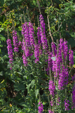 Lythrum salicaria hosting a butterfly after flight