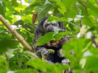 A Napo Saki monkey feeding on a seed pod and peering out through the leafy vegetation © Christopher