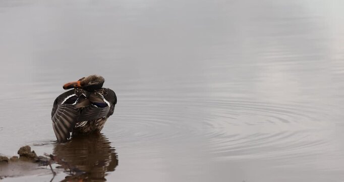 Birds in shallow water, variegated waterfowl stand in clear water near the shore with clear plumage details and soft natural light.