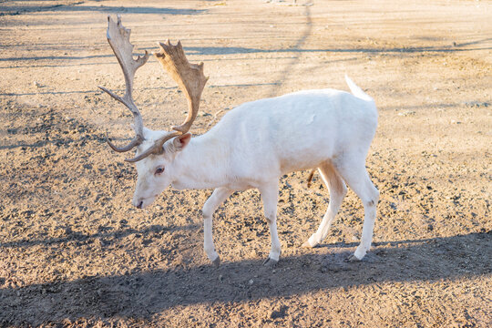Rare White Albino Reindeer with Large Antlers Walking on Sandy Ground
