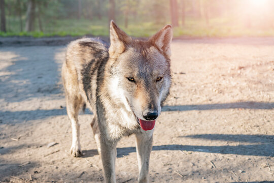 Wild Gray Wolf Walking Toward Camera in Forest with Tongue Out