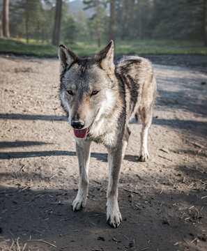 Wild Gray Wolf Walking Toward Camera in Forest with Tongue Out