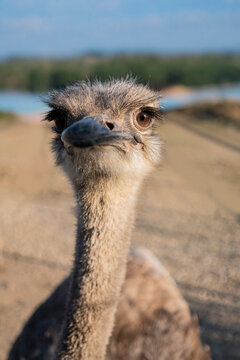 Curious Ostrich Head and Neck Closeup 