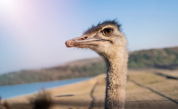 Curious Ostrich Head and Neck Closeup 