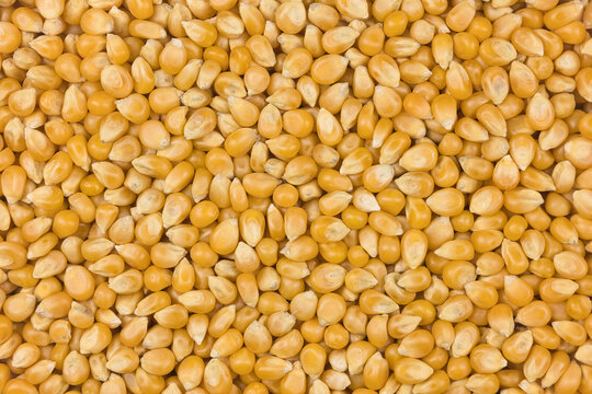 Unpopped popcorn kernels forming natural flat lay background