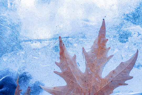 Autumn Fallen Leaves Frozen in Ice Surface &mdash; Seasonal Nature Background