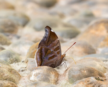 A close up of an Orion Cecropian butterfly perched and feeding on a rocky surface