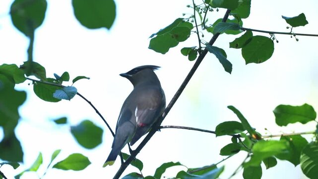 Slow-motion close-up of a cedar waxwing turning on a branch while scanning its surroundings.