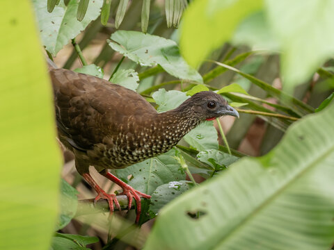 A close up of a Speckled Chachalaca peering out from the vegetation