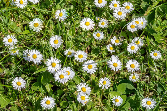 White flowers with yellow centers, a type of fleabane (Erigeron), commonly called daisy fleabane