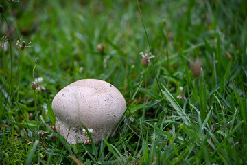 Large white puffball mushroom growing in a field that is edible © 30acresart