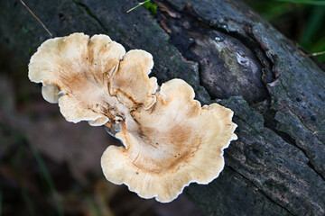 Little white orange mushrooms growing in a field © 30acresart