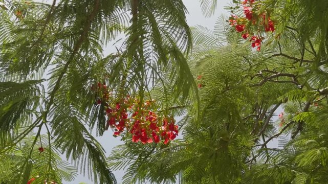 Winding blowing through the leaves of a Royal Poinciana Tree
