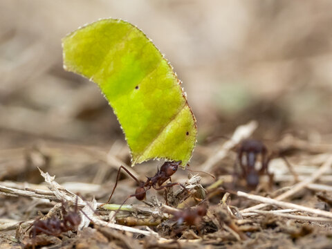 A leafcutter ant of the Atta species carrying a piece of leaf in the Amazon forest of Ecuador