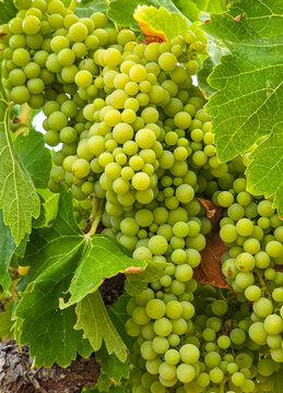 Unripe white grapes hang in a green vine with sunlight filtering through the leaves