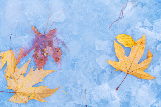 Autumn Fallen Leaves Frozen in Ice Surface &mdash; Seasonal Nature Background