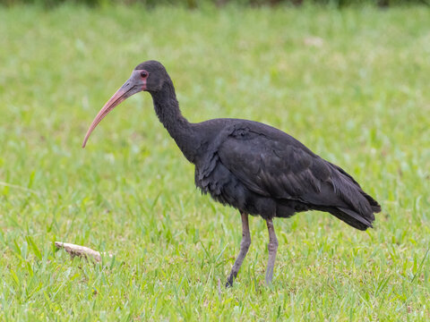A Bare-faced Ibis feeding on open grass