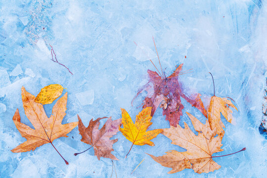 Autumn Fallen Leaves Frozen in Ice Surface &mdash; Seasonal Nature Background