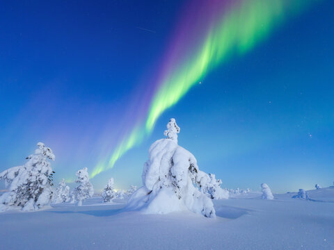 Night landscape of aurora borealis over a winter forest. Green northern lights glowing in the starry sky above snow-covered fir trees. Scandinavian winter nature with polar lights and stars.
