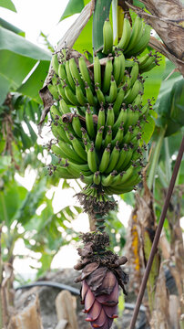 Green Unripe Banana Bunch with Flower on Tropical Banana Tree