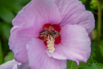 Bee covered in pollen collecting nectar in pink hibiscus flower, close-up.  © azteka