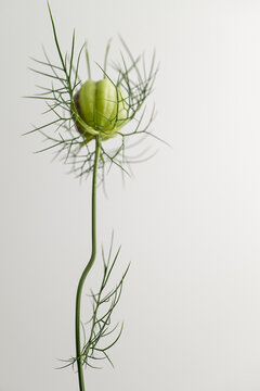 Close up of Nigella Flower's Seed Pod on Light Background