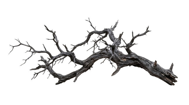 Scary dead tree branch. Halloween spooky wood on a isolated transparent background png