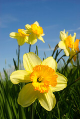 Obraz premium Daffodil, Marion County, Oregon