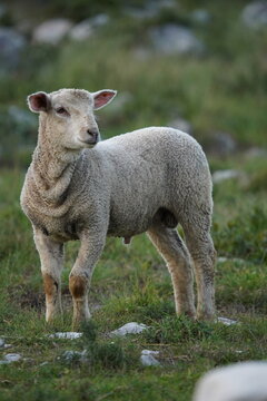 Young Lamb Standing in a Natural Grassland