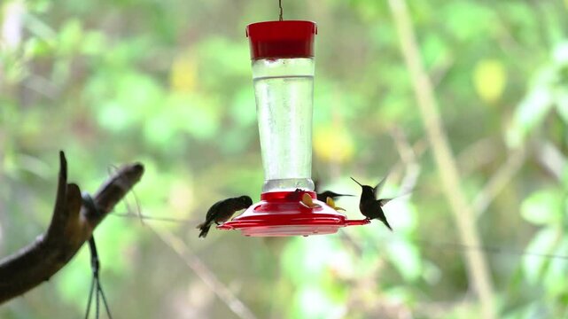 Silhouettes of Brilliant Green-crowned and Sparkling Violetear hummingbirds feeding at a nectar feeder in Mindo, Ecuador, their dark outlines contrasting with the cloud forest background.