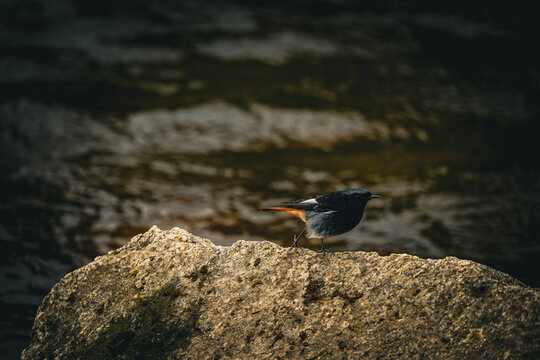 Black Redstart Perched on a Rock by the Water