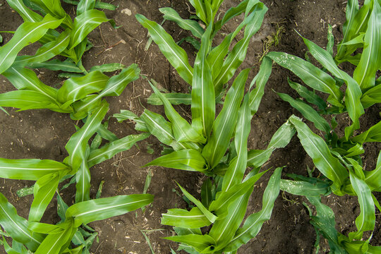 Young corn plants growing in fertile agricultural field