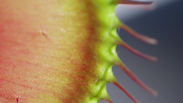 Close up macro video of the Venus Flytrap plant leaves.