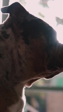 Brindle bulldog relaxing by a sunny window at home