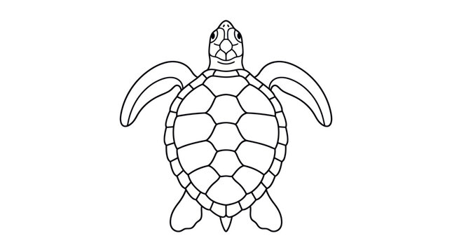 Sea turtle top view symmetrical shell line art.