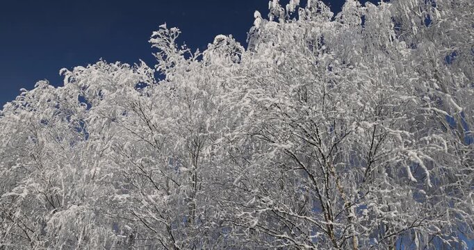   Snow-covered birches in clear winter weather, fluffy white snow falls from thin tree branches against the blue sky in the park