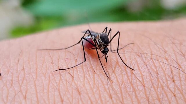 Aedes aegypti mosquito sucking blood on human skin, showing the risk of dengue fever and zika virus transmission.
