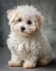 グレー背景でおすわりするかわいいビションフリーゼの子犬