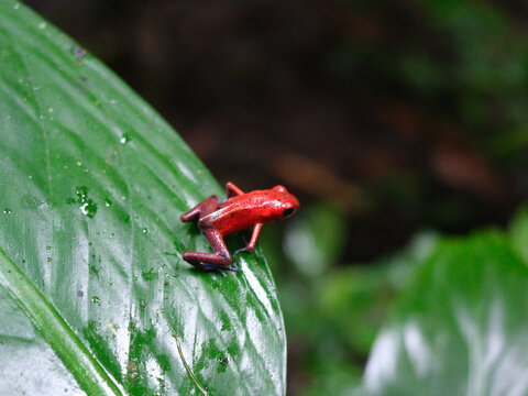 Red frog