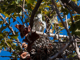 Snowy egret chicks huddled together in a nest among tree branches © Leon Burda