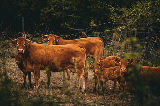 A small herd of brown cattle stands together in a rustic pasture, with several curious calves gathered close to the adult cows. 