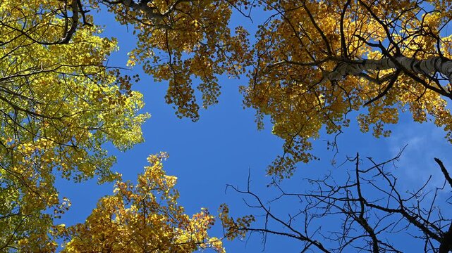 Looking up at blue sky framed by autumn colored leaves that are moving in a light wind
