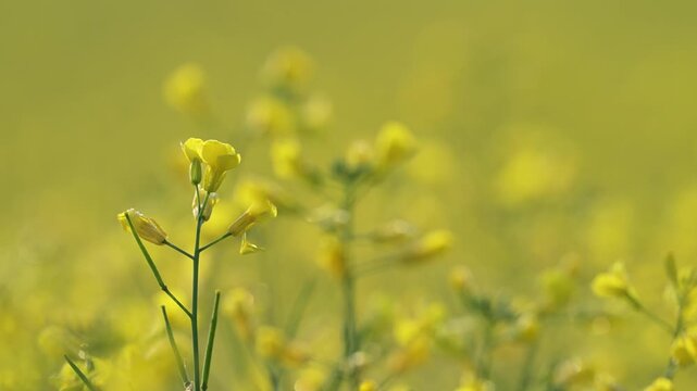 Bright yellow canola rape seed flowers wave in a light wind on a background softly focus muted yellow colors
