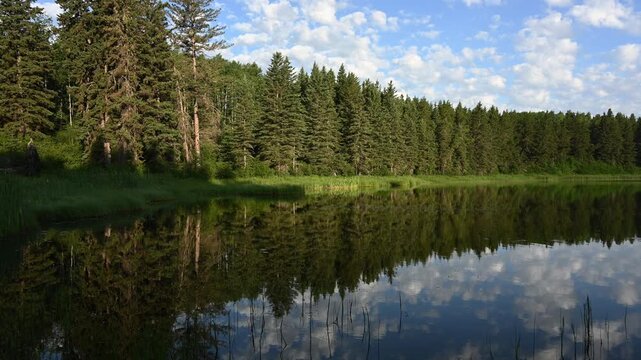 Small waves distort a near perfect reflection on a park lake as the water mirrors the evergreen trees and blue sky with white clouds.
