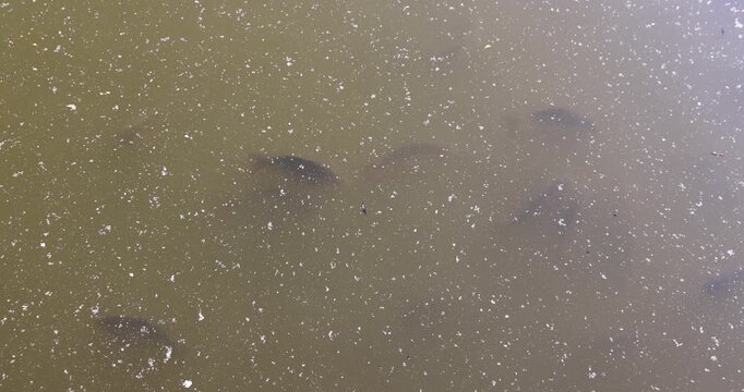Large fish under a layer of stagnant water, pond fish partially visible through small organic debris outdoors in the park