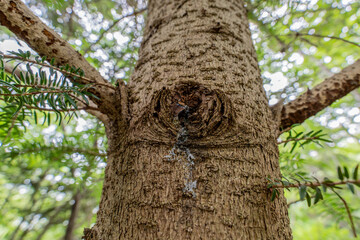 Obraz premium Looking up at an evergreen tree trunk with resin and a green canopy in a bright Japanese forest