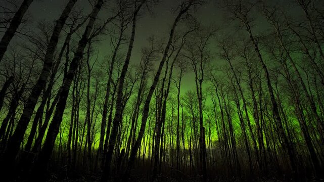 Time-lapse vibrant green northern lights glow intensely through the silhouette of a dense forest filled with tall, bare birch trees.
