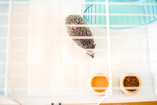 Keeping a spiny pet at home.The Daily Routine of an African Pygmy Hedgehog.African pygmy hedgehog in a white cage next to food and water bowls.